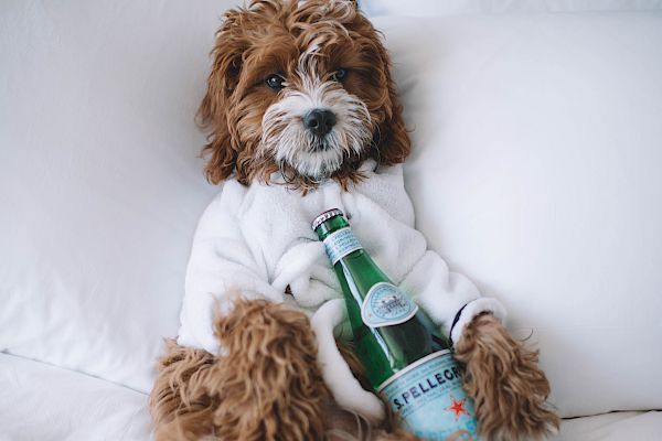 A fluffy dog wearing a white bathrobe is lying on a bed, holding a bottle of sparkling water.