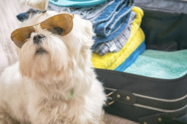 A small white dog wearing sunglasses sits next to an open suitcase filled with folded clothes and towels.